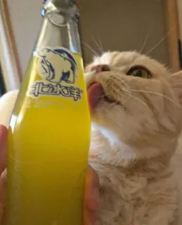 😻 北冰洋 gato, bebida, pequim, refrigerante, urso polar, refrigerante de laranja telegram sticker