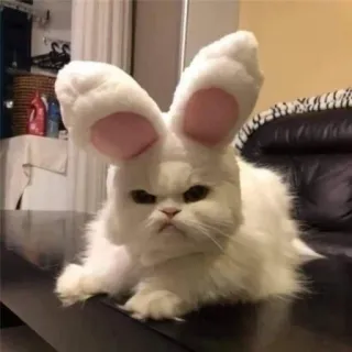 🌟 gato, orelhas de coelho, animal de estimação, animal, páscoa, gato branco, fofo telegram sticker