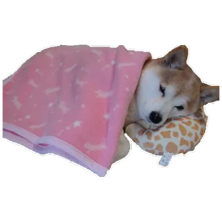 😴 шиба ину, собака, спит, одеяло, подушка, милый, животное telegram sticker