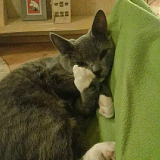 🖕 gato, dedo do meio, gesto, animal, animal de estimação, gato cinza whatsapp sticker