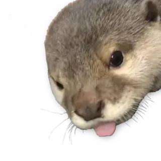 😛 выдра, животное, милый, млекопитающее, язык telegram sticker