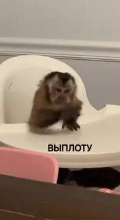 😡 ВЫПЛОТУ 猴子, 动物, 坐着, 椅子 telegram sticker