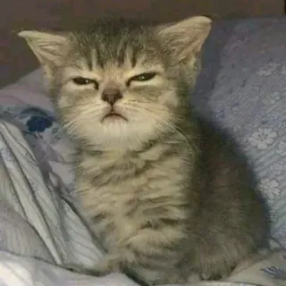 😓 猫, 子猫, 動物, ペット, かわいい telegram sticker