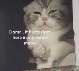 💔 Damn, it hurts right here in my meow meow kucing, sedih, meme, lucu, hewan, peliharaan telegram sticker