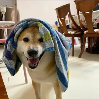 ❤️ dog, shiba inu, towel, cute, pet, animal telegram sticker