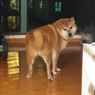 🏷 shiba inu, chó, thú cưng, động vật, dễ thương, vật nuôi telegram sticker