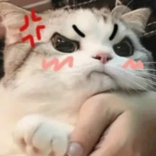 😡 고양이, 화난, 귀여운, 스티커, 이모티콘, 밈 telegram sticker