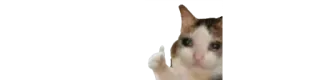 🙃 Katze, Stinkefinger, beleidigend, Meme, Tier whatsapp sticker