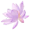 🌸