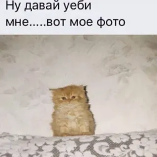 😍 Ну давай уеби
мне.....вот мое фото cat, meme, animal, offensive, text, russian telegram sticker
