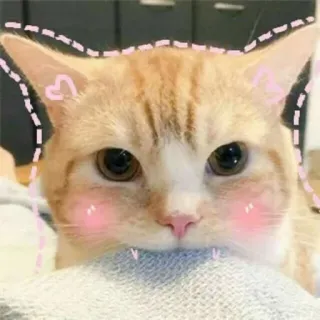 🐱 кот, милый, питомец, животное, наклейка, домашнее животное, кошачий, млекопитающее telegram sticker
