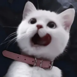 🐈 kot, kociak, biały kot, zwierzę domowe, zwierzę, słodki telegram sticker
