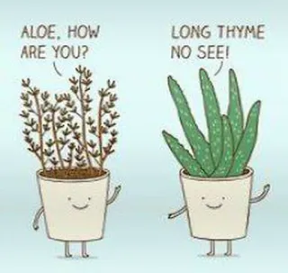 👀 ALOE, HOW ARE YOU? LONG THYME NO SEE! Pflanzen, Aloe, Thymian, Wortspiel, Humor, Gartenarbeit, Cartoon whatsapp sticker