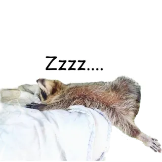😴 Zzzz.... guaxinim, dormindo, animal, preguiçoso, cama telegram sticker