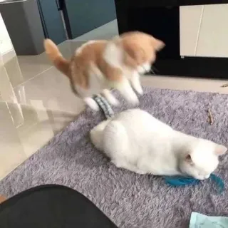 🤗 кошки, домашние животные, животные, домашние животные, играют, котята telegram sticker