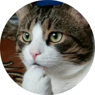 😶 고양이, 생각, 귀여운, 애완동물, 동물 telegram sticker