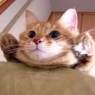 😳 猫, 動物, ペット, 可愛い, 赤毛, ネコ科, 哺乳類 telegram sticker