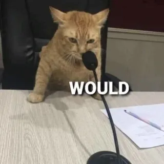👌 WOULD Katze, Meme, Lustig, Tier, Konferenz, Reden telegram sticker