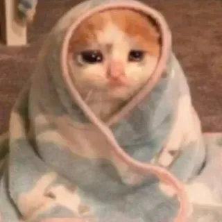 😢 Katze, traurig, weinend, Decke, süß, Tier, Haustier telegram sticker
