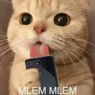 😏 MLEM MLEM chat, lécher, animal, mème, drôle, mignon telegram sticker