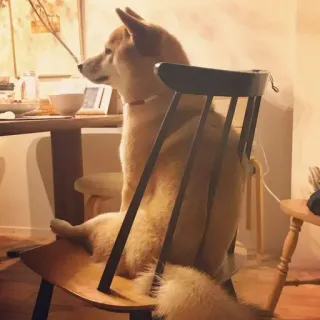 😐 chien, shiba inu, chaise, animal, animal de compagnie, animal domestique, assis, table telegram sticker