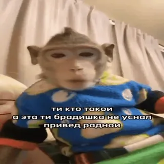 🐵 ти кто такои
а эта ти брадишка не уснал
привед роднои mono, animal, lindo, primate, ruso, texto whatsapp sticker