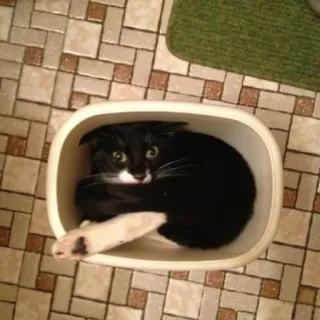 🥺 gato, animal, mascota, blanco y negro, doméstico, contenedor, ojos, peludo telegram sticker