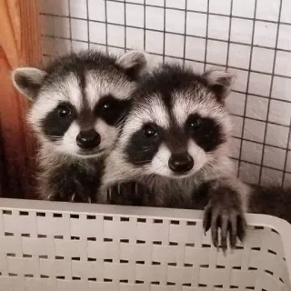 👭 енот, животные, милый, дикая природа, млекопитающие, домашние животные telegram sticker