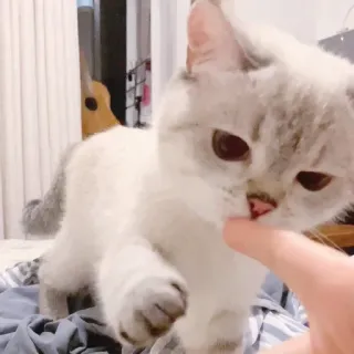 🧸 gatto, gattino, animale domestico, animale, carino, gatto domestico, dito, giocando telegram sticker