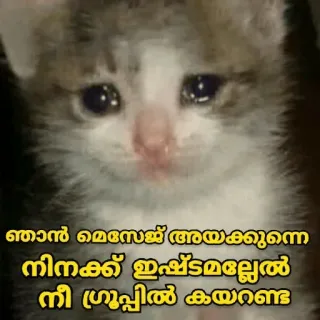 🥺 ഞാൻ മെസേജ് അയക്കുന്നെ നിനക്ക് ഇഷ്ടമല്ലേൽ നീ ഗ്രൂപ്പിൽ കയറണ്ട cat, sad, meme, malayalam, text telegram sticker