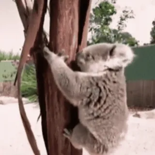 💪 coala, austrália, marsupial, árvore, animal, vida selvagem whatsapp sticker