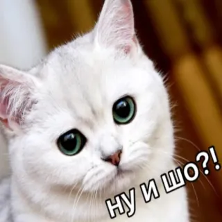 😐 Ну и шо?! кот, мем, русский, вопрос telegram sticker