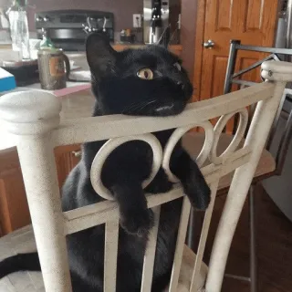 😿 cat, black cat, animal, pet, chair, funny telegram sticker