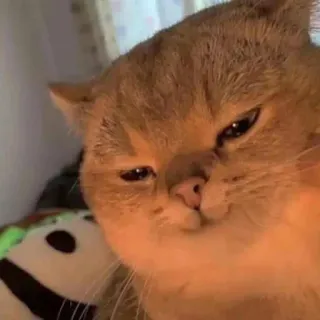 🙂 猫, 可愛い, 動物, ペット, 家庭, ネコ科 telegram sticker