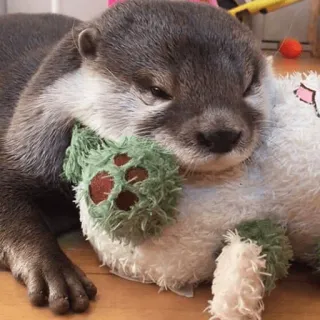😞 Loutre, animal, mignon, mammifère, fourrure, faune, animal de compagnie, nature telegram sticker