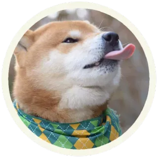 😝 perro, shiba inu, lengua fuera, animal, mascota, lindo, pegatina telegram sticker