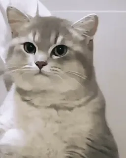 🙃 kot, szary kot, zwierzę domowe, zwierzę, słodki, kot domowy telegram sticker