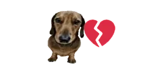 💔 anjing, dachshund, hewan peliharaan, patah hati, sedih, cinta, hubungan whatsapp sticker