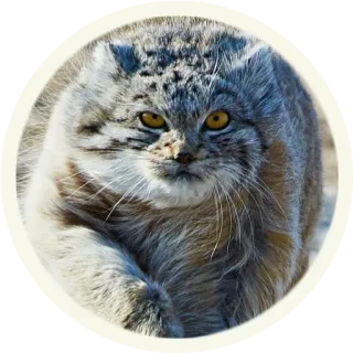 😠 кот, животное, милый, дикий кот, манул, кошачий telegram sticker