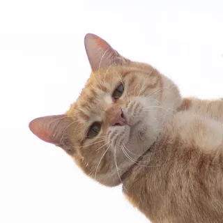 😒 kot, zwierzę, domowy, pomarańczowy, ssak telegram sticker