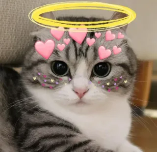 👼 cat, kitten, halo, cute, hearts whatsapp sticker