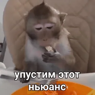 😞 упустим этот ньюанс monkey, eating, humor, ape, animal telegram sticker