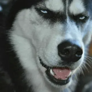🐾 Husky, Hund, Tier, Haustier, Porträt whatsapp sticker
