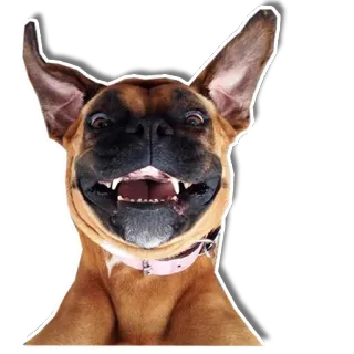 😁 chien, joyeux, sourire, dents, animal de compagnie telegram sticker