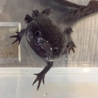 😬 ウーパールーパー, サンショウウオ, 両生類, 水生, ペット, 動物 telegram sticker