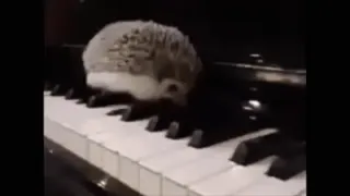 🦔 ёж, пианино, животное, музыка telegram sticker