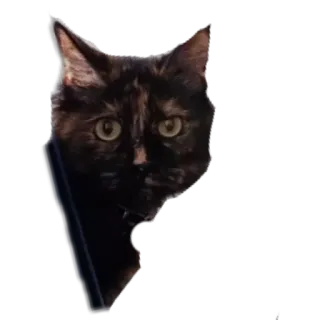 🐱 kot, zwierzę, zwierzę domowe, kot domowy, kotowaty, słodki telegram sticker