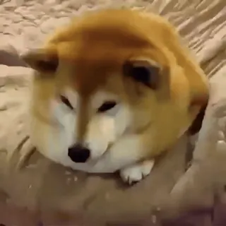 🐕 Hund, Shiba Inu, Tier, süß, Haustier, rund, lustig, Meme telegram sticker