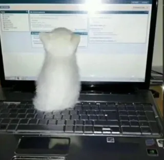 🎀 cat, computer, keyboard, white, cute whatsapp sticker