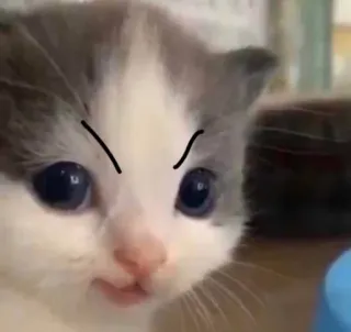 🐱 kätzchen, wütend, süß, katze, meme, lustig whatsapp sticker